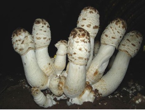 鸡腿菇食用菌菌种